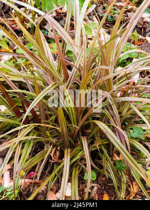 Decorative spiky foliage of the New Zealand hardy evergreen garden plant, Astelia nervosa 'Westland' Stock Photo