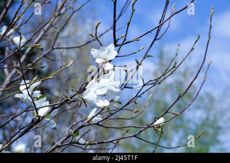 White magnolia blossoms in the park. Floral background Stock Photo