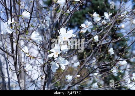 White magnolia blossoms in the park. Floral background Stock Photo