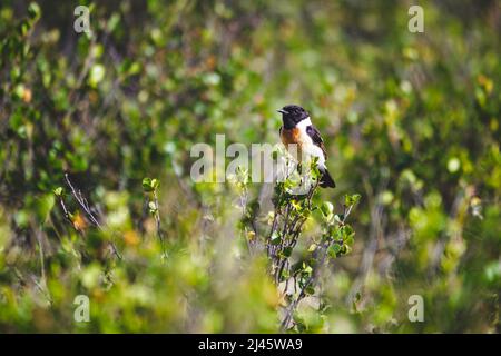 Siberian stonechat sits on a green branch of a bush in the Altai republic, Russia Stock Photo