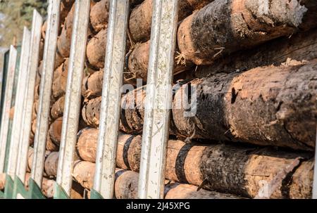 Stack of felled trees on a trailer ready for transportation Stock Photo