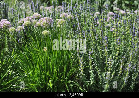 Ageing allium (Allium senescens) blooms in a garden in July Stock Photo