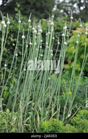 Extremely tall Allium Summer Drummer prepares to bloom in a garden in June Stock Photo