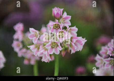 Pink Allium tripedale (Nectaroscordum tripedale) blooms on an exhibition in May Stock Photo