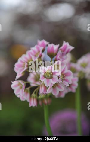 Pink Allium tripedale (Nectaroscordum tripedale) blooms on an exhibition in May Stock Photo