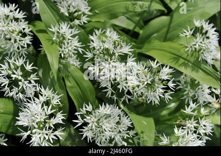 Ramsons (Allium ursinum) blooms in a garden in May Stock Photo