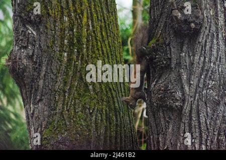 A Eurasian Red Squirrel ( Sciurus vulgaris ) on a tree in the forests of the Capathian Mountains in Romanaia. Some of these Red Squirrels are known to Stock Photo