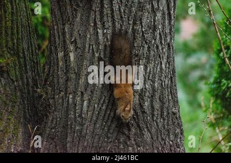 A Eurasian Red Squirrel ( Sciurus vulgaris ) on a tree in the forests of the Capathian Mountains in Romanaia. Some of these Red Squirrels are known to Stock Photo