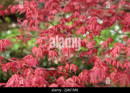 The Compact Red Leaves Of Japanese Maple Shin Deshojo 2j461m6 