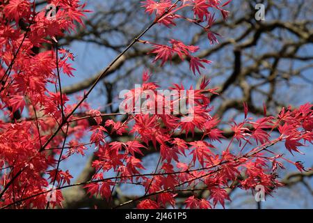 The Compact Red Leaves Of Japanese Maple Shin Deshojo 2j461p5 