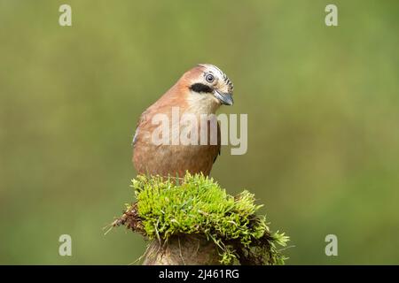 Close up of Eurasian Jay in Springtime.  Scientific name: Garrulus Glandarius.  Colourful Jay facing forward with quizzical face and perched on green Stock Photo