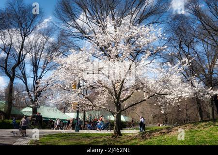 Central Park is beautiful in the springtime, NYC, USA, 2022 Stock Photo