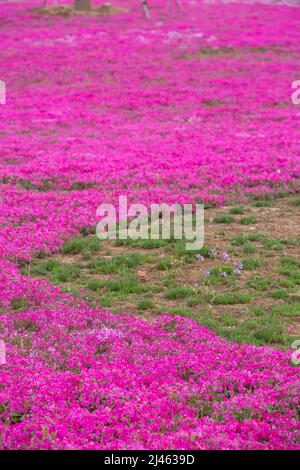 BINZHOU, CHINA - APRIL 12, 2022 - Rose-red needlehead hydrangea blooms in Binzhou, East China's Shandong Province, April 12, 2022. Stock Photo