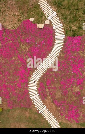 BINZHOU, CHINA - APRIL 12, 2022 - Rose-red needlehead hydrangea blooms in Binzhou, East China's Shandong Province, April 12, 2022. Stock Photo