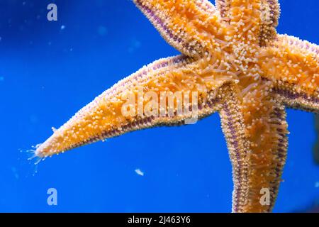 Starfish bottom, tentacles stinging cells on glass, close up view Stock Photo
