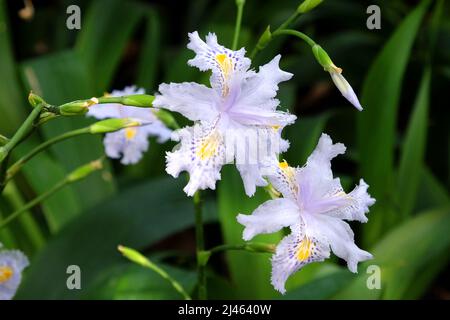 Lilac Iris Japonica, butterfly flower, in bloom. Stock Photo