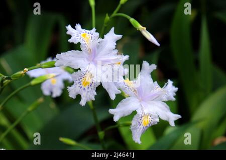Lilac Iris Japonica, butterfly flower, in bloom. Stock Photo