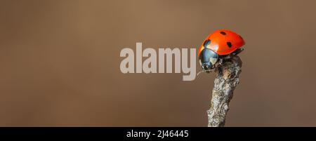 Ladybug sitting on abranch warm spring day Stock Photo