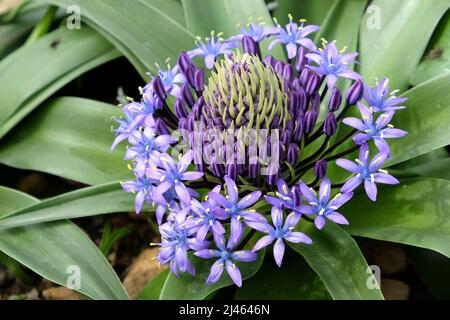 Purple Portuguese Squill in flower Stock Photo