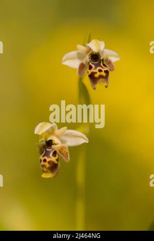 Ophrys wild bee orchid (Ophrys umbilicata) Bee-Orchid Photographed in Israel in March Stock Photo