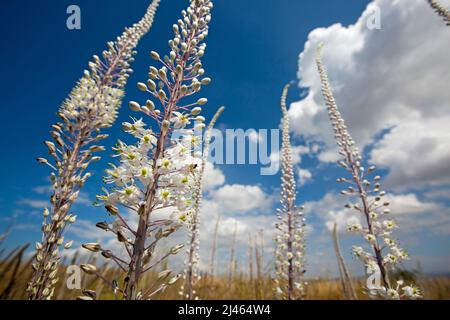 Flowering Sea Squill, (Drimia maritima) Israel, Carmel Mountain, autumn September Stock Photo