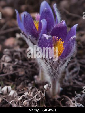 Pulsatilla halleri or pulsatilla taurica flowers in spring at Crimea Stock Photo