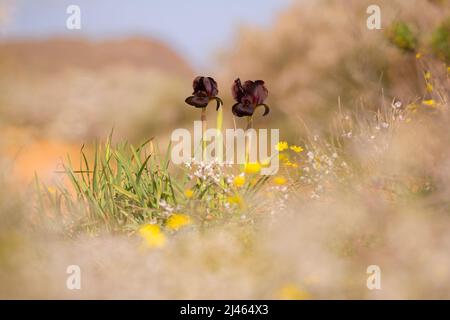 Coastal Iris or Purple Iris (Iris atropurpurea) This Iris is endemic to Israel Photogrpahed at the The Coastal Iris Nature reserve, Natanya, Israel in Stock Photo
