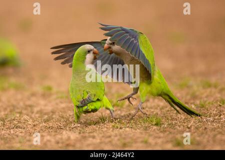 courting Monk Parakeets, also known as the Quaker Parrot, (Myiopsitta monachus) Originally from south America these birds have escaped from breeders a Stock Photo