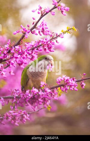 Monk Parakeet, amongst the mauve flowers of a Judas-treealso (Cercis siliquastrum) This feral bird known as the Quaker Parrot, (Myiopsitta monachus) O Stock Photo