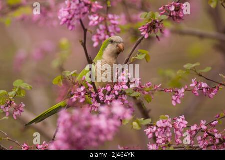 Monk Parakeet, amongst the mauve flowers of a Judas-treealso (Cercis siliquastrum) This feral bird known as the Quaker Parrot, (Myiopsitta monachus) O Stock Photo