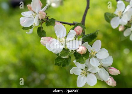 Close-up of the branch of an apple tree with white flowers and pink buds Stock Photo