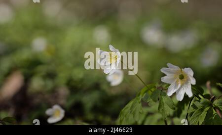 Wood anemone (Anemonoides nemorosa) flowers in sunlight Stock Photo