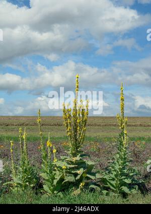 large-flowered mullein (Verbascum densiflorum),Rhineland,Germany Stock Photo