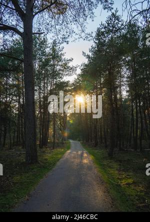 Path in Dutch forest Stock Photo