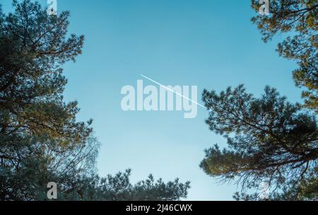 The trail of an airplane seen from a forest through the leaves Stock Photo