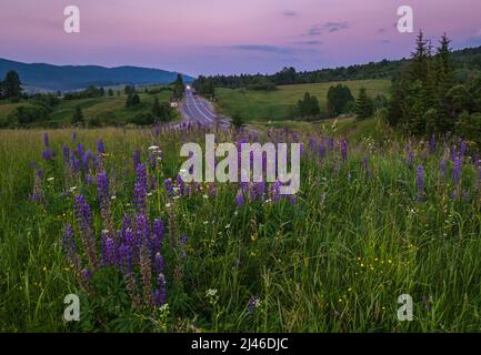 Picturesque twilight June Carpathian mountain countryside meadows and highway in far. Abundance of vegetation and beautiful wild flowers. Stock Photo