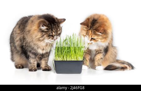 Two cats with cat grass, isolated. Senior tabby cat and calico cat sitting next to the fresh green cat grass while eating, chewing, grazing, nibbling Stock Photo