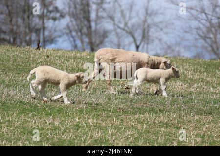 Spring lambs with a ewe grazing in a pasture on a farm Stock Photo