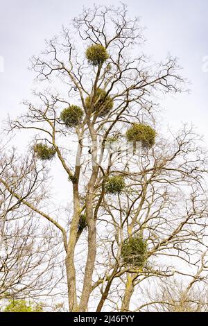 European mistletoe UK; Mistletoe, Viscum album, growing in lime trees, a parasitic plant, Worcestershire UK Stock Photo