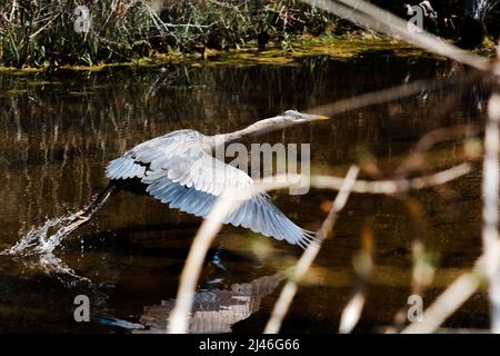 A great blue heron gliding over the water. Stock Photo