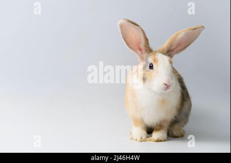 One rabbit on white background Stock Photo