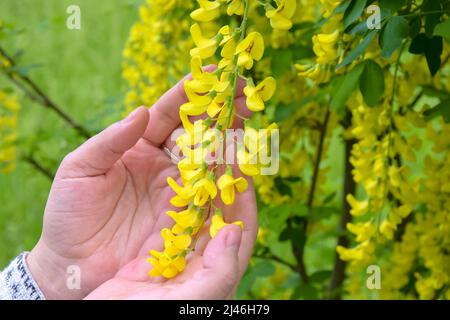 Blooming Bean tree (Laburnum) on background of green grass in spring. Women's hands touch bright colorful inflorescences of the bean tree. Concept of Stock Photo