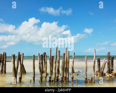 paradisiacal and lonely beach landscape with woods in the sand Stock Photo