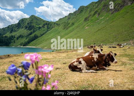 Cows by the lake Ritom in Ticino, Switzerland Stock Photo