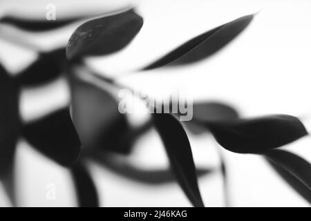 black and white flowers and plants,flowers on black background Stock Photo