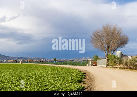 Large agriculture field with iceberg lettuce production in Murcia region in Spain Stock Photo