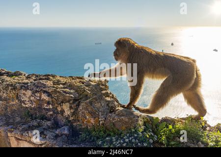 A barbary macaque walking on the ramparts at the Gibraltar Cable Car top station. Stock Photo