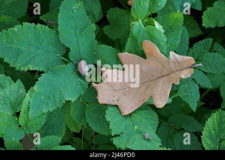 One dry oak leaf in a close-up view is fallen on the ground-elder plant green leaves. Natural autumn scene with a wild grass background. The fall seas Stock Photo