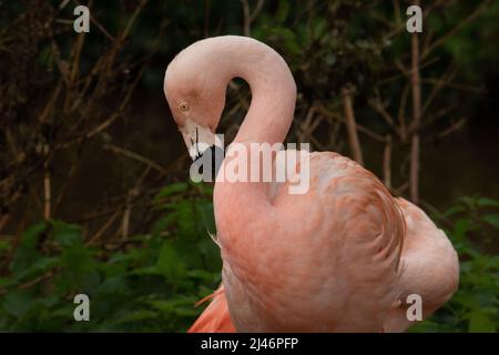 Chilean Flamingo (Phoenicopterus chilensis) Chilean flamingo standing with a natural background Stock Photo
