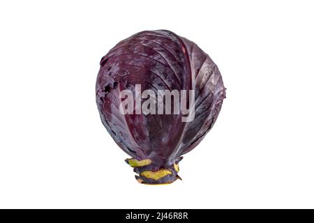 Purple or red cabbage isolated on white background. Closeup photo of whole cabbage. Stock Photo